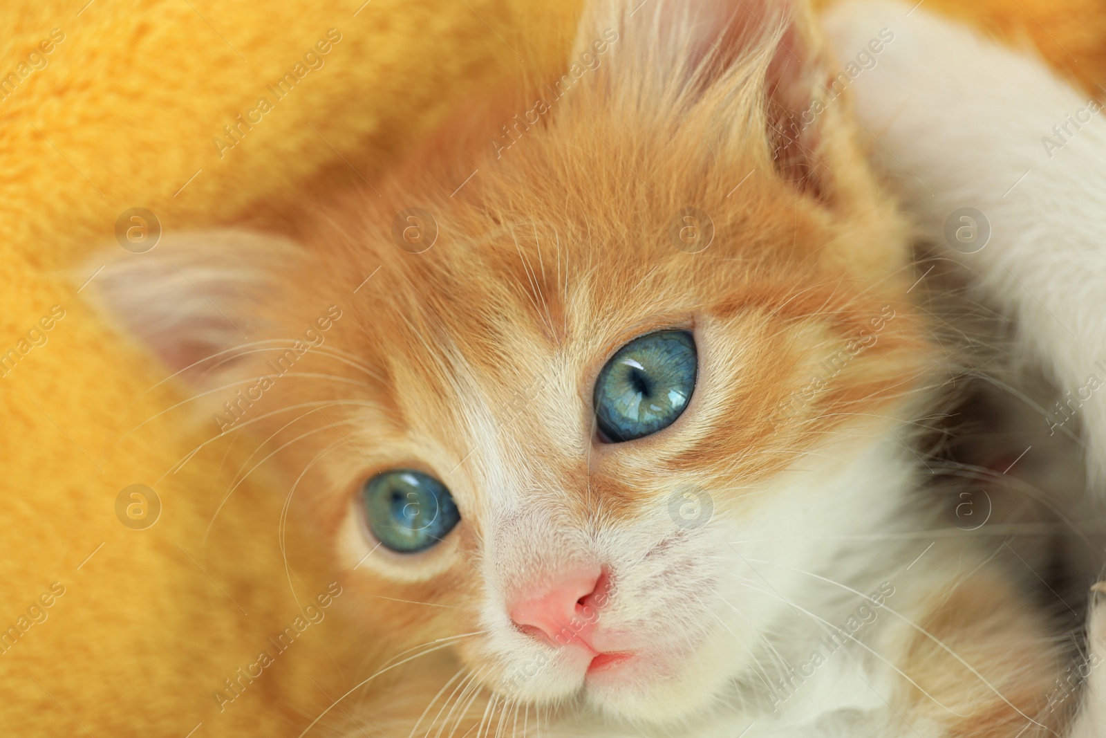 Photo of Cute little red kitten on yellow blanket, closeup view