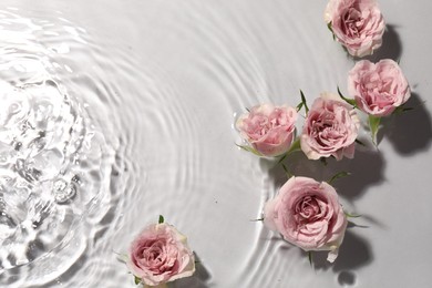 Beautiful roses in water on white background, top view. Space for text