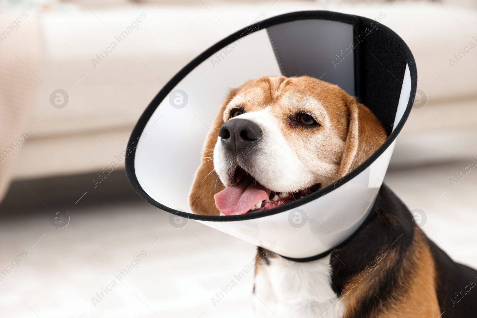 Photo of Adorable Beagle dog wearing medical plastic collar indoors, closeup