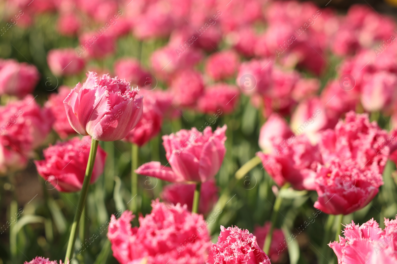 Photo of Beautiful colorful tulips growing in flower bed, selective focus