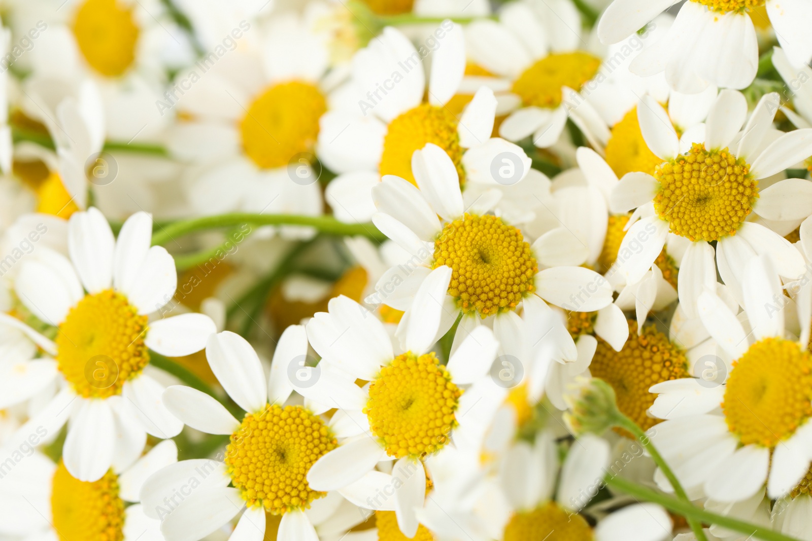 Photo of Many beautiful blooming chamomiles as background, closeup