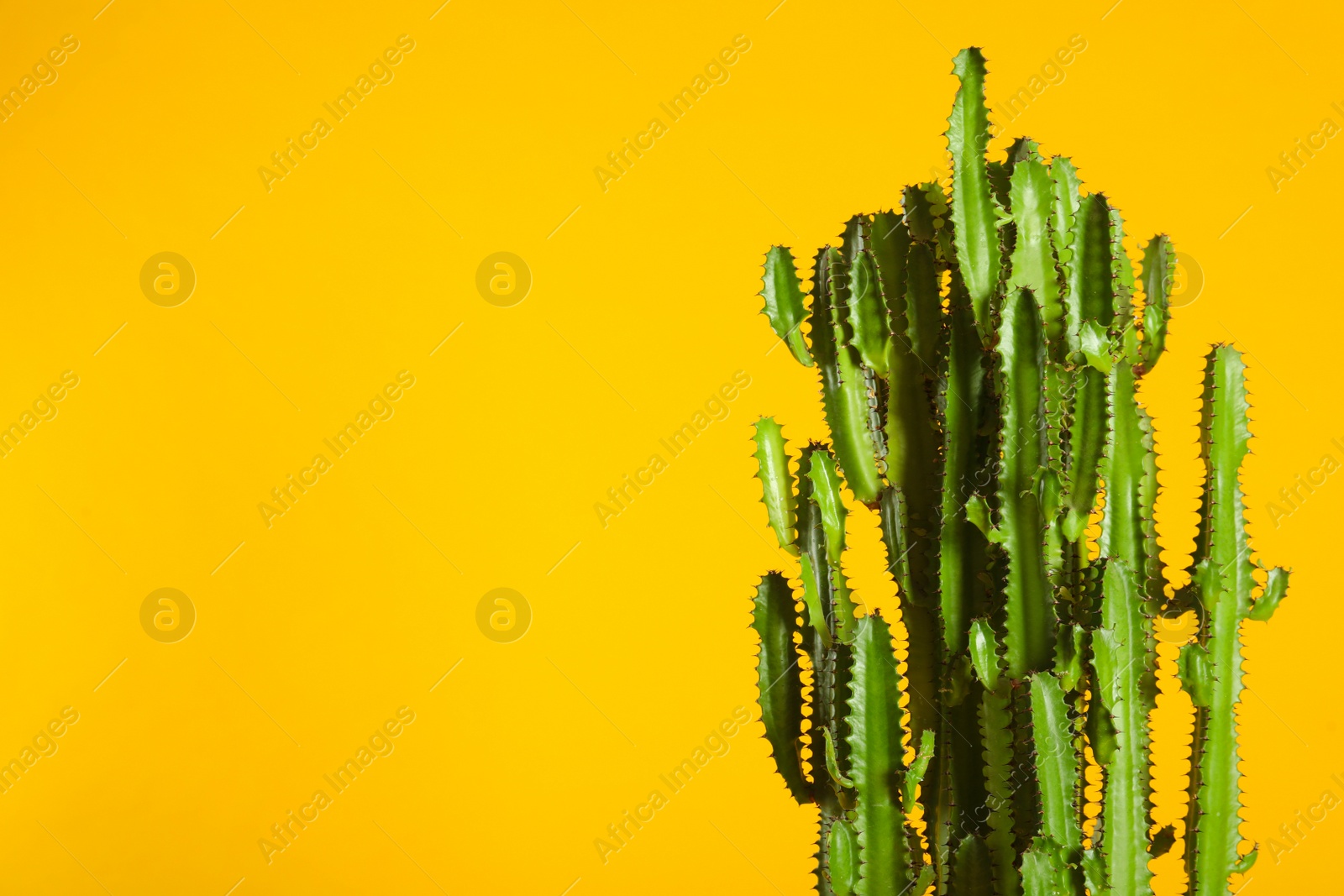 Photo of Beautiful cactus on yellow background, space for text. Tropical plant