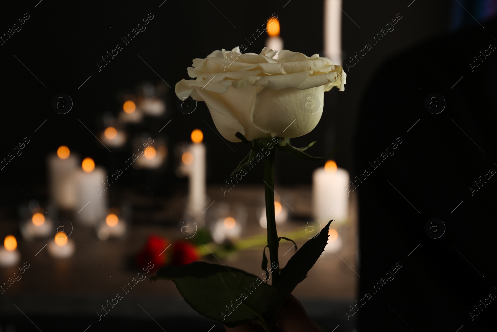 Photo of Beautiful white rose on blurred background. Funeral symbol