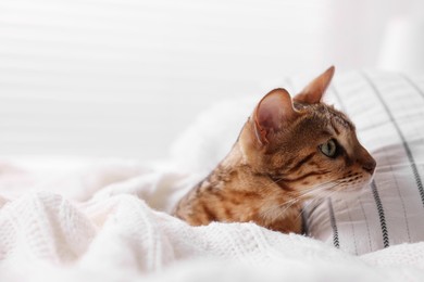 Photo of Cute Bengal cat lying on bed at home, closeup and space for text. Adorable pet