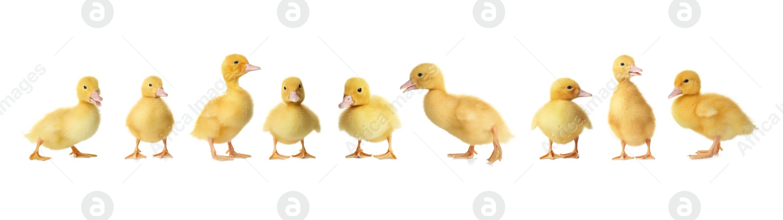 Image of Collage with cute fluffy ducklings on white background, banner design. Farm animals