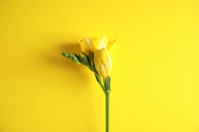 Photo of Beautiful freesia with fragrant flowers on color background, top view