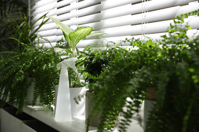 Photo of Beautiful plants and spray bottle on window sill at home