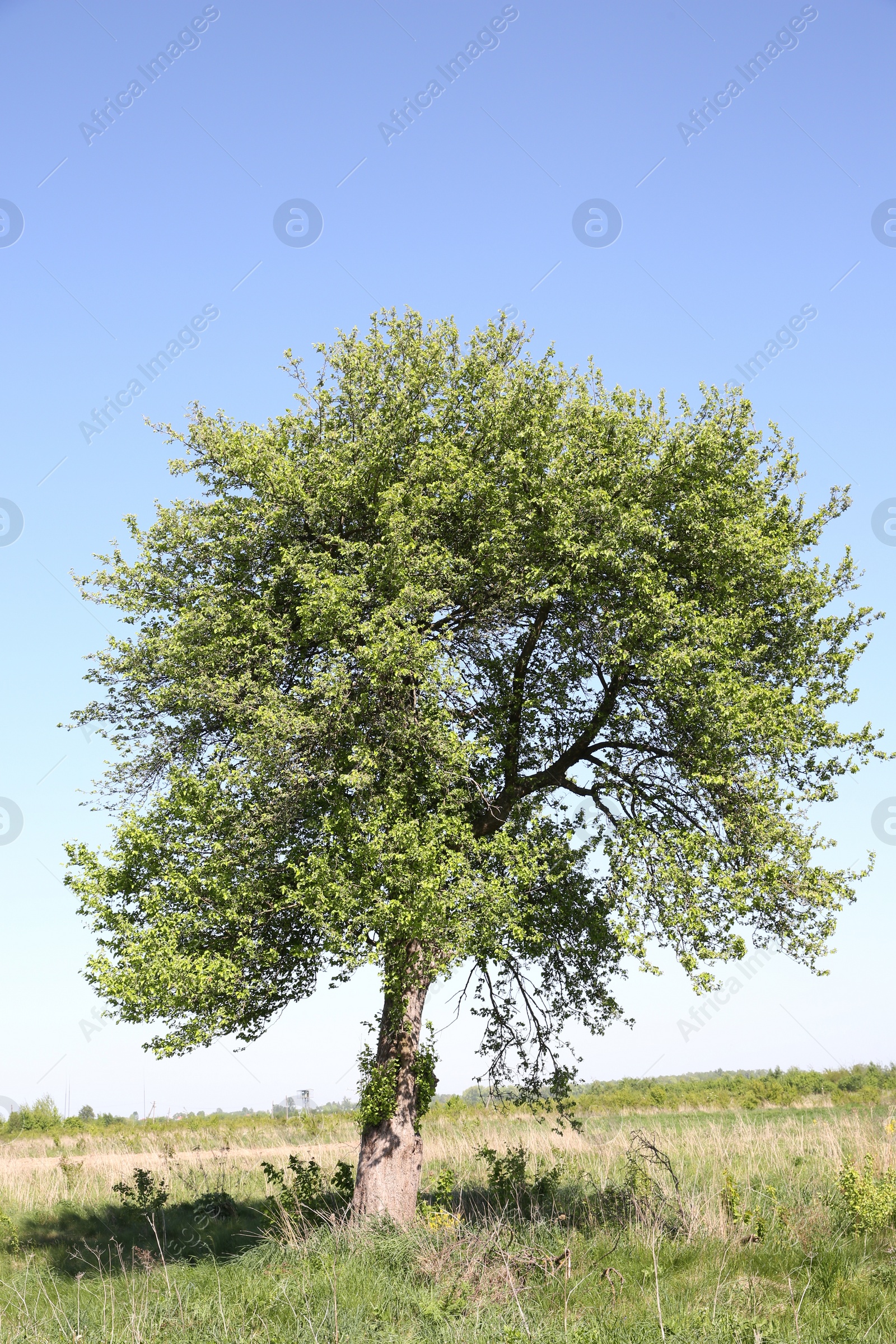 Photo of Beautiful tree growing outdoors on sunny day