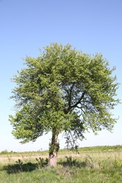 Beautiful tree growing outdoors on sunny day