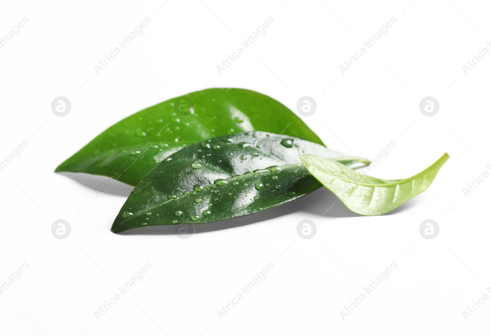 Photo of Fresh green coffee leaves with water drops isolated on white