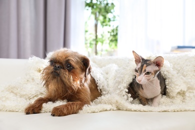 Photo of Adorable dog and cat together under blanket on sofa at home. Friends forever