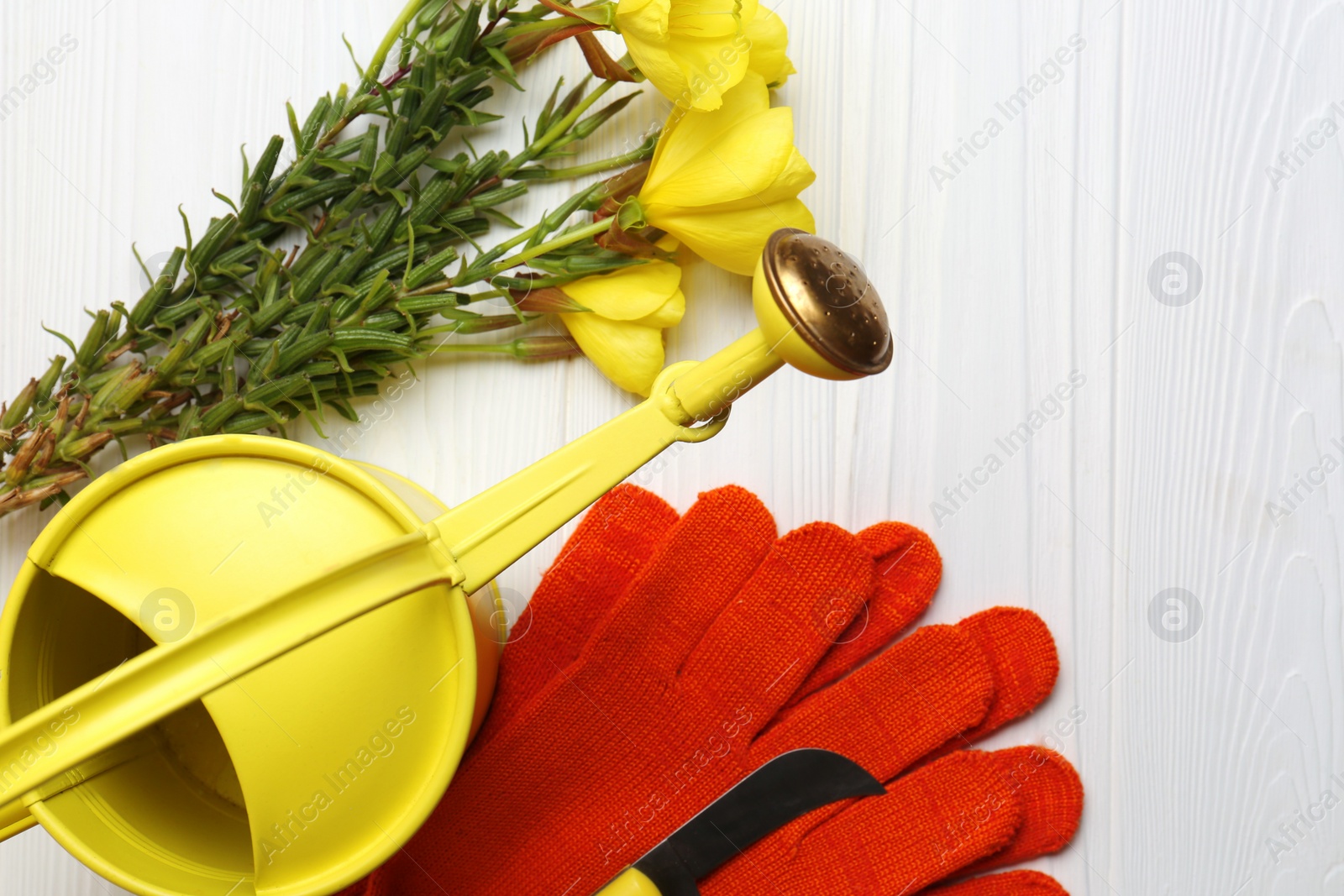 Photo of Watering can, gardening tool, gloves and flowers on white wooden table, flat lay