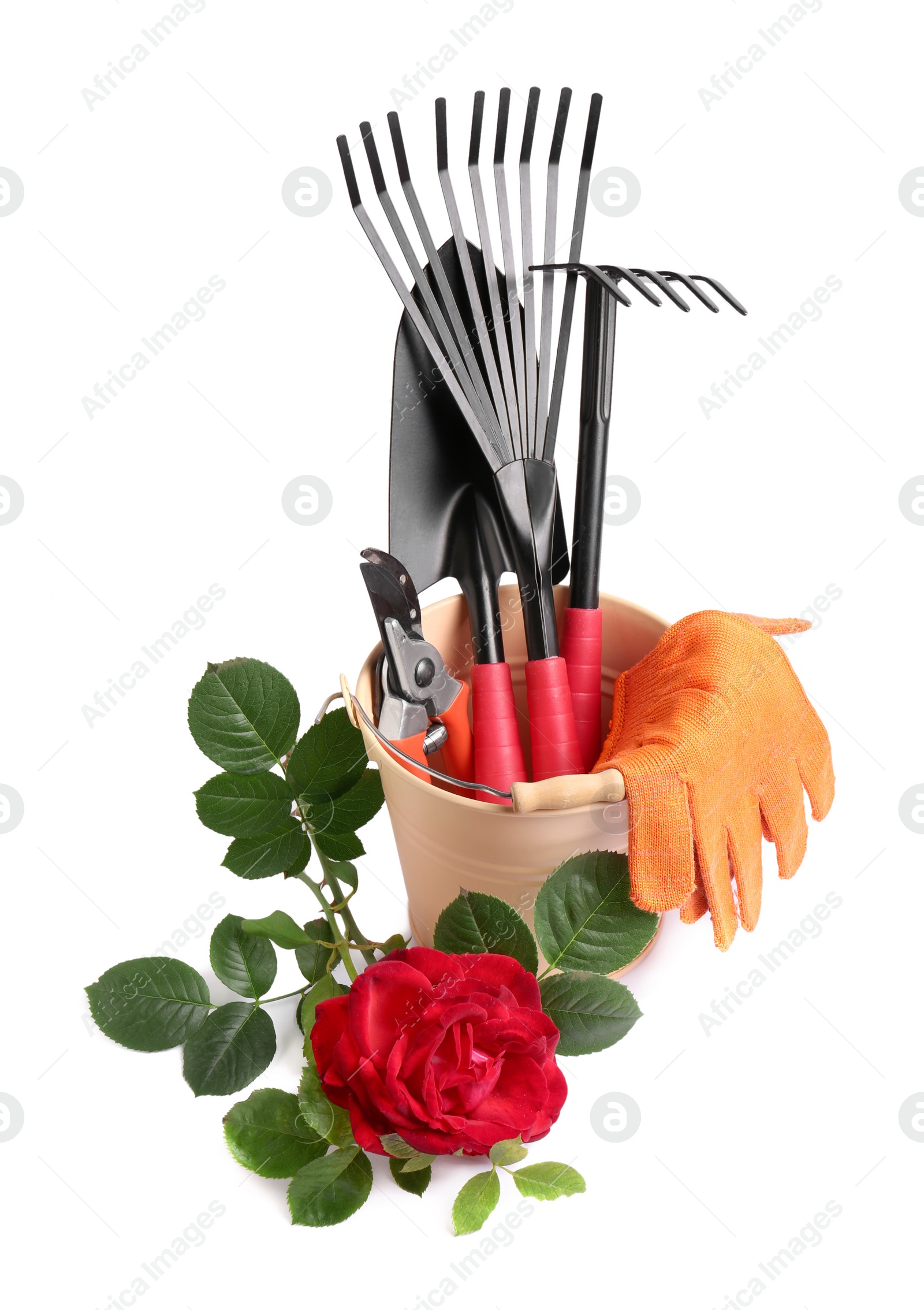 Photo of Pair of gloves, gardening tools and blooming rose on white background