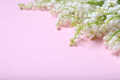 Beautiful lily of the valley flowers on pink background. Space for text