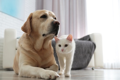 Photo of Adorable dog and cat together on floor indoors. Friends forever