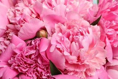 Fragrant peonies as background, closeup view. Beautiful spring flowers