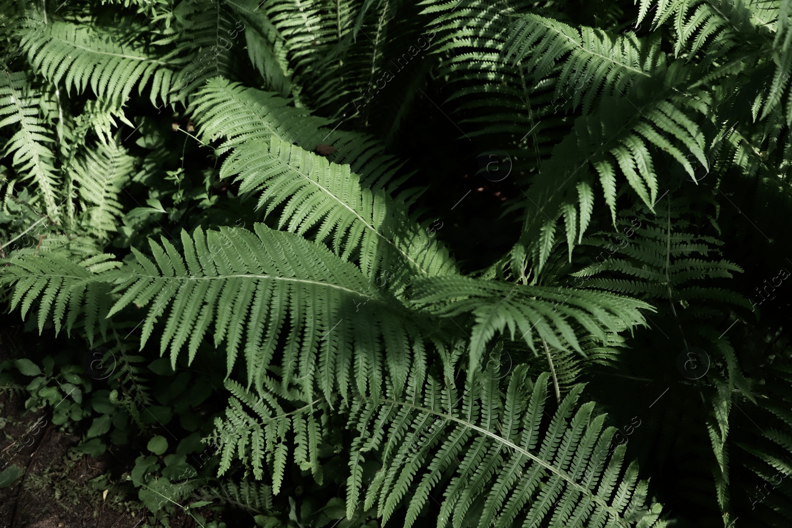 Photo of Beautiful fern with lush green leaves growing outdoors