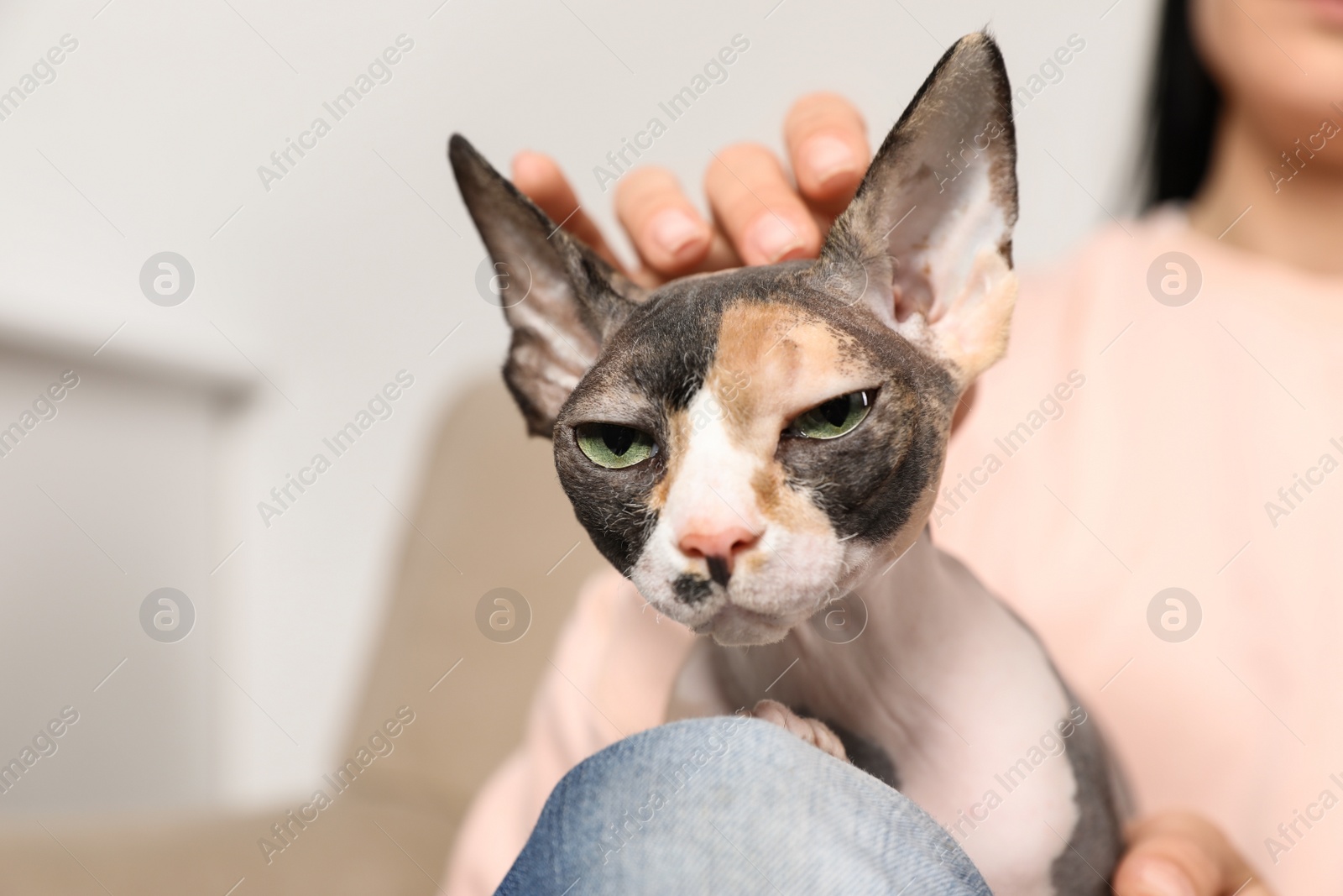 Photo of Cute sphynx cat with owner indoors, closeup. Friendly pet