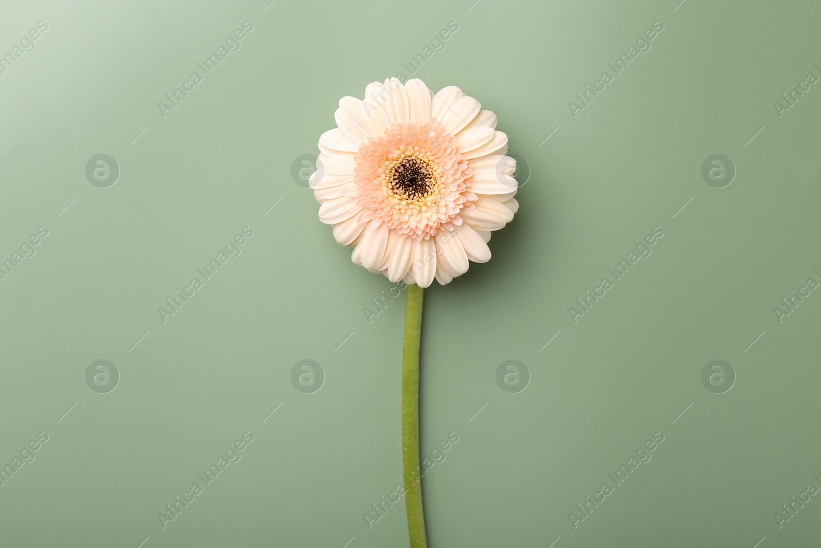 Photo of Beautiful beige gerbera flower on pale green background, top view