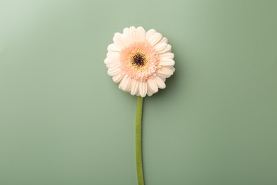 Photo of Beautiful beige gerbera flower on pale green background, top view