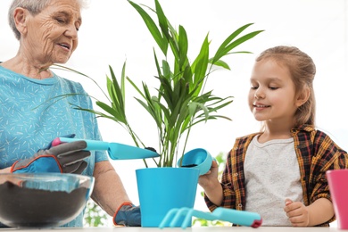 Little girl and her grandmother taking care of plants indoors