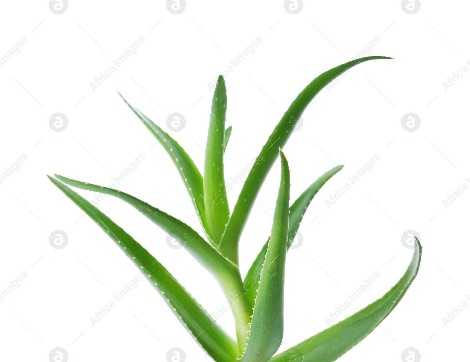 Photo of Aloe vera with green leaves on white background