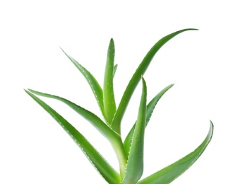 Photo of Aloe vera with green leaves on white background