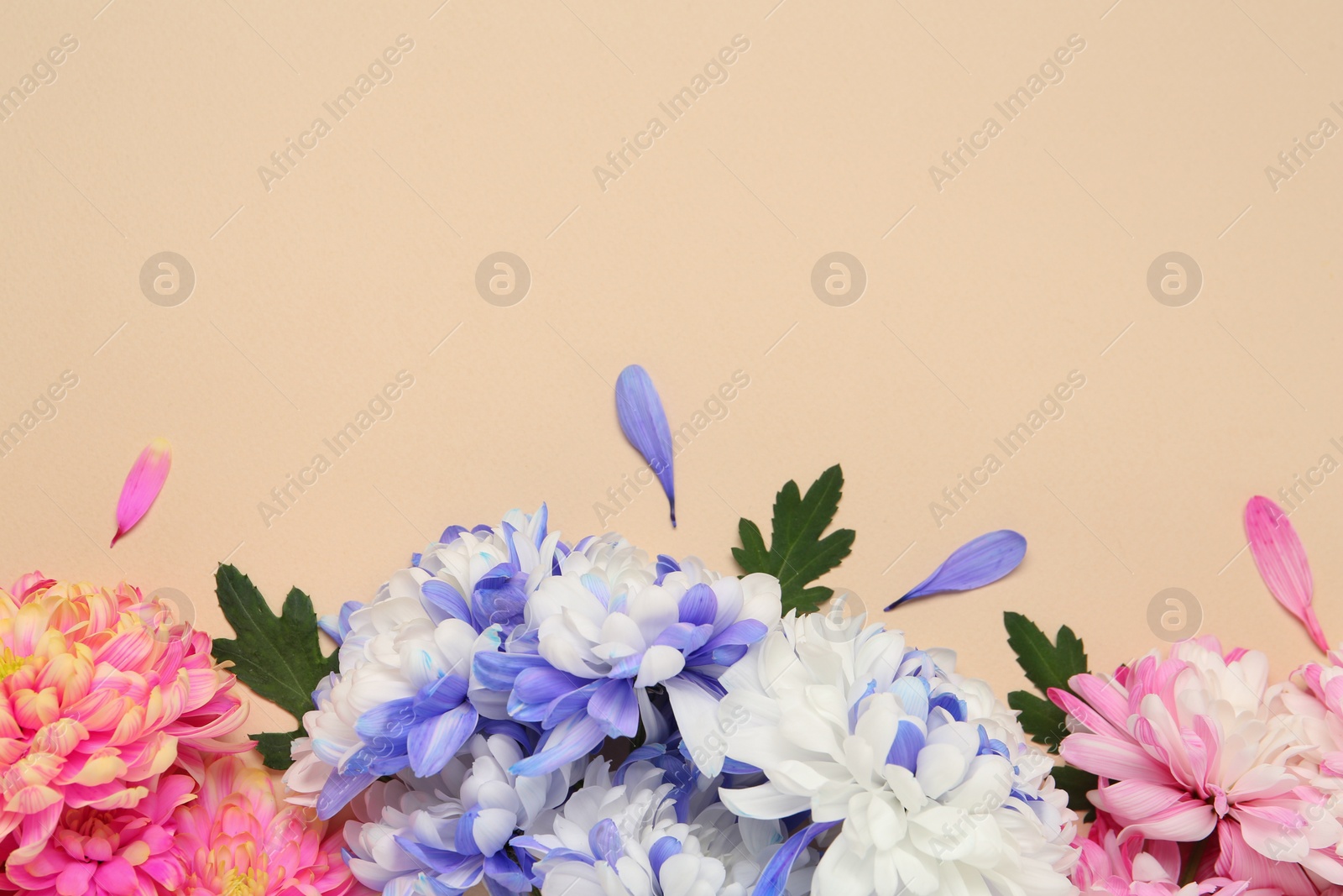 Photo of Beautiful chrysanthemums with leaves on beige background, flat lay. Space for text