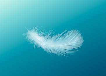 Image of Fluffy bird feather falling on light blue background