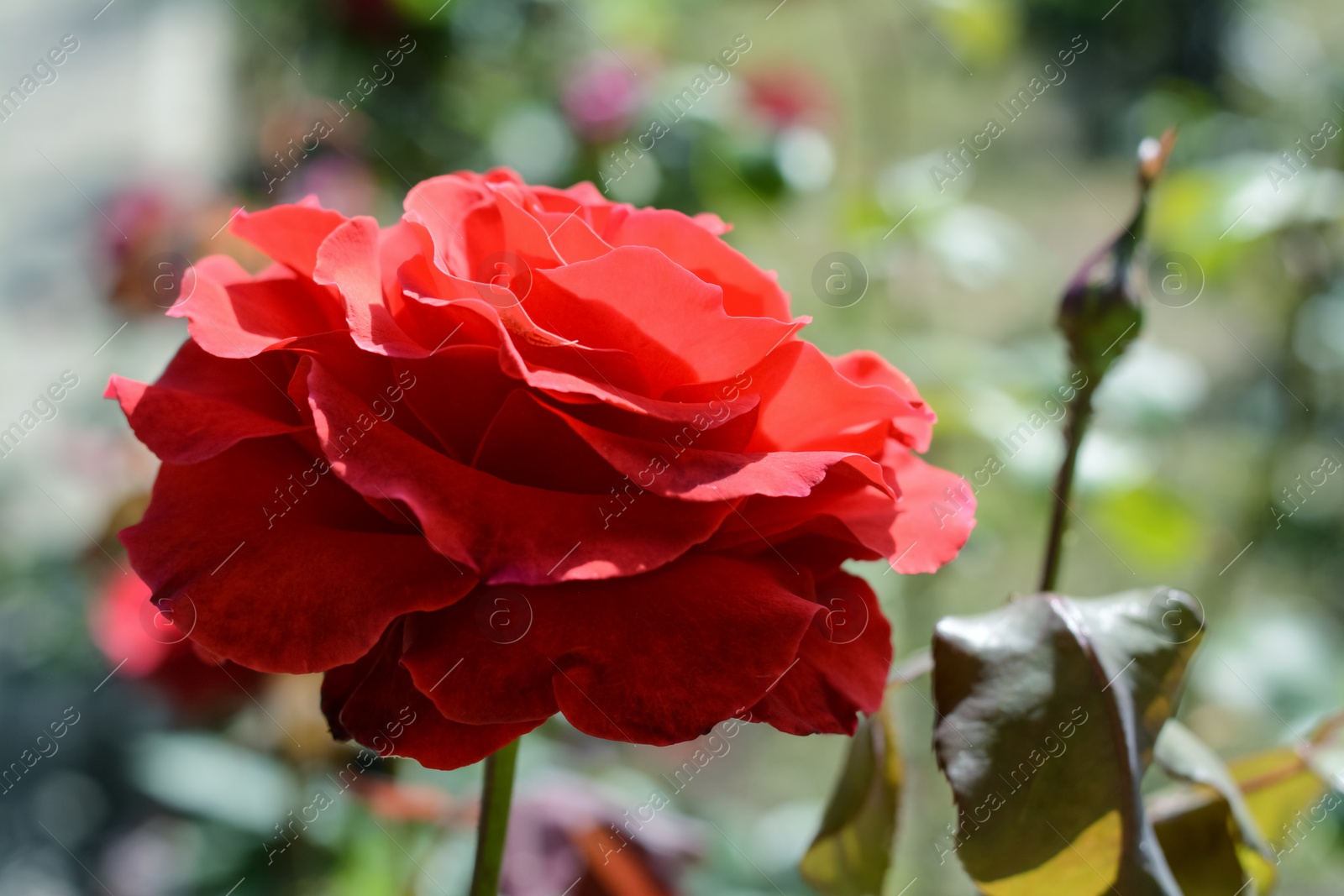 Photo of Beautiful coral rose flower blooming outdoors, closeup