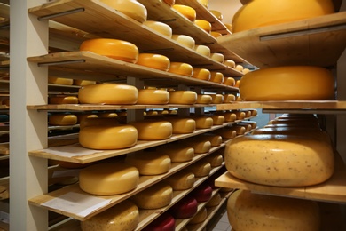 Fresh cheese heads on racks in factory warehouse
