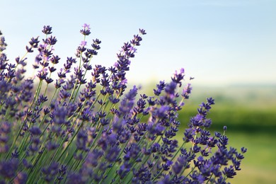 Photo of Beautiful blooming lavender growing in field, closeup. Space for text