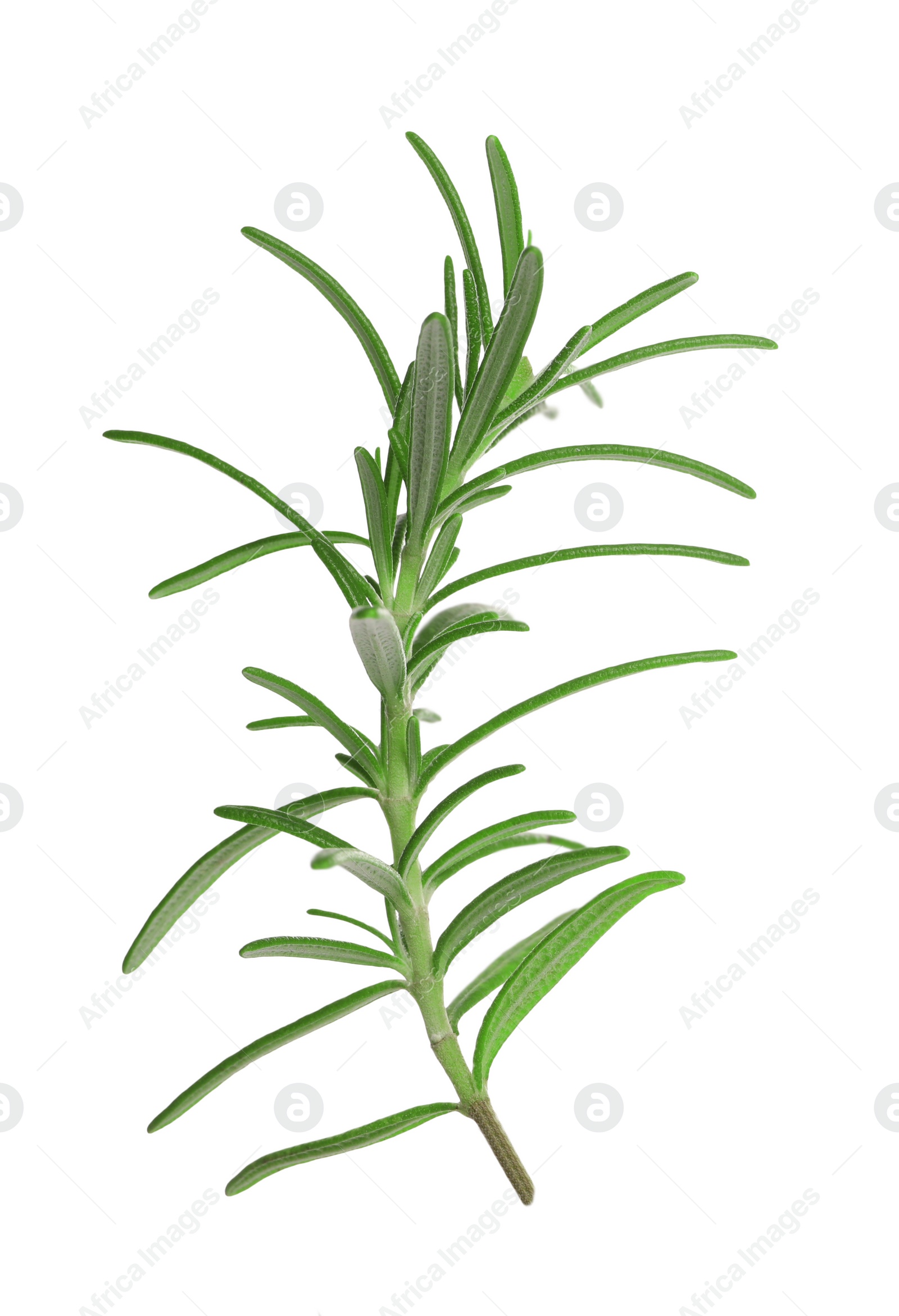 Photo of Sprig of fresh rosemary isolated on white