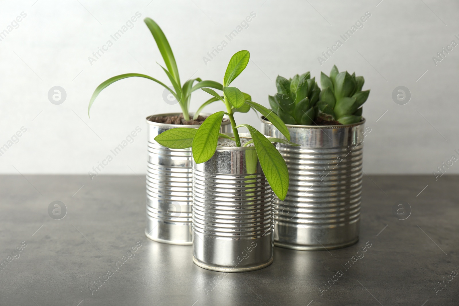 Photo of Beautiful houseplants in tin cans on grey stone table