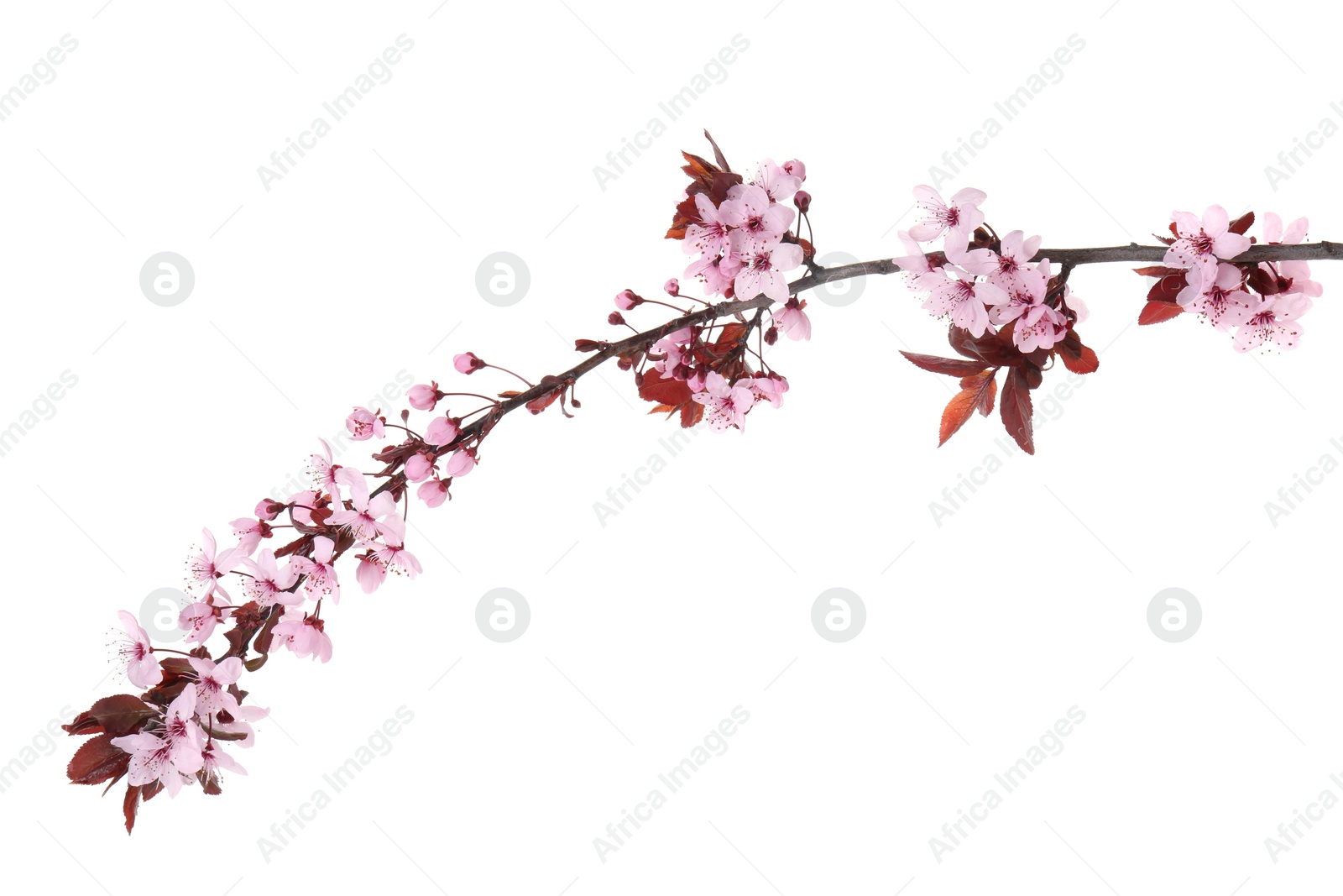 Photo of Spring tree branch with beautiful blossoms isolated on white