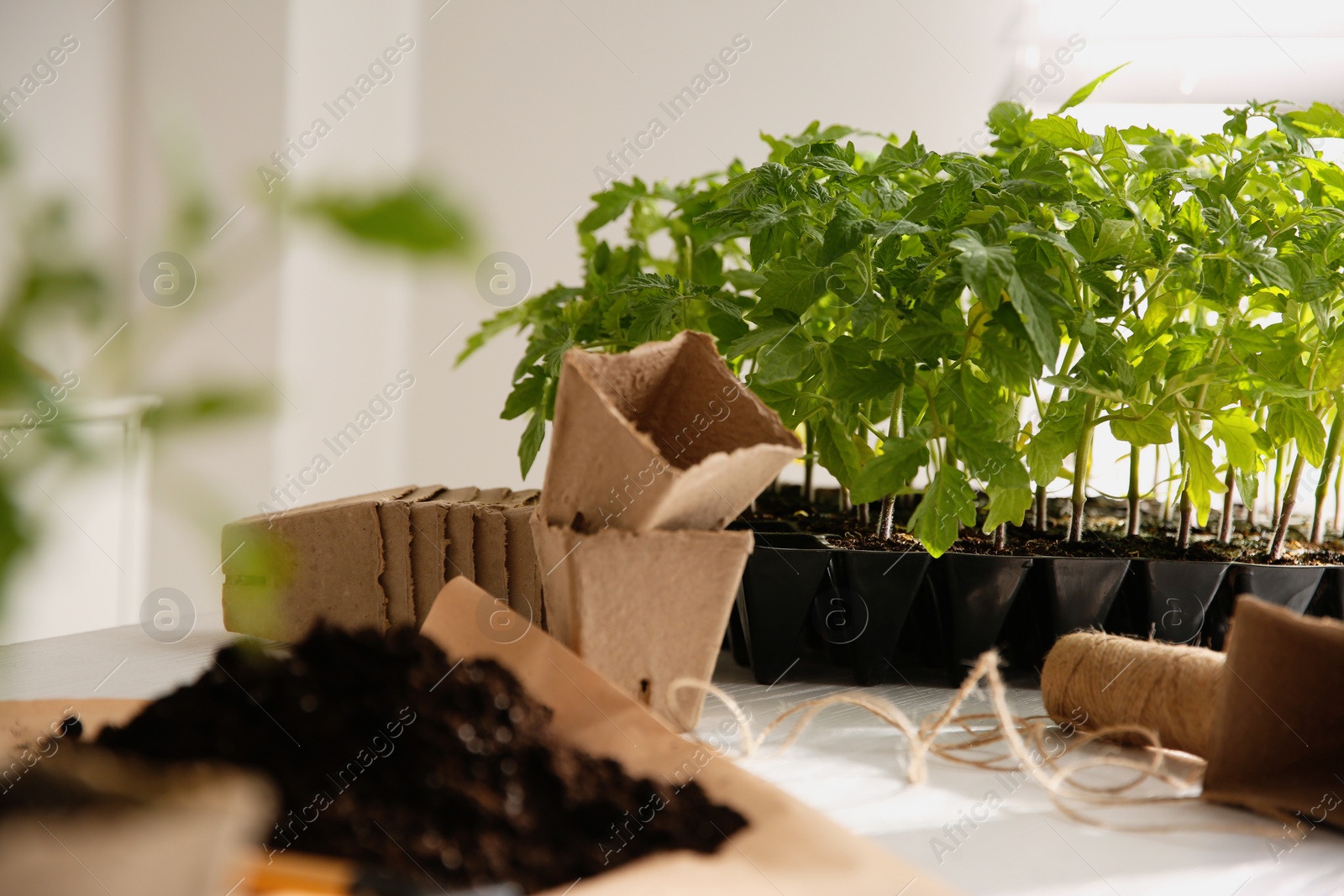 Photo of Green tomato seedlings, peat pots and soil on white table