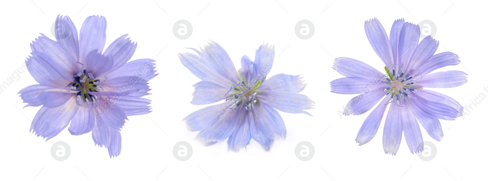 Image of Beautiful tender chicory flowers on white background, collage. Banner design