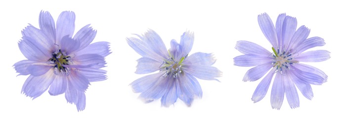 Beautiful tender chicory flowers on white background, collage. Banner design