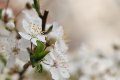 Photo of White blossoms of cherry tree on blurred background, closeup with space for text. Spring season
