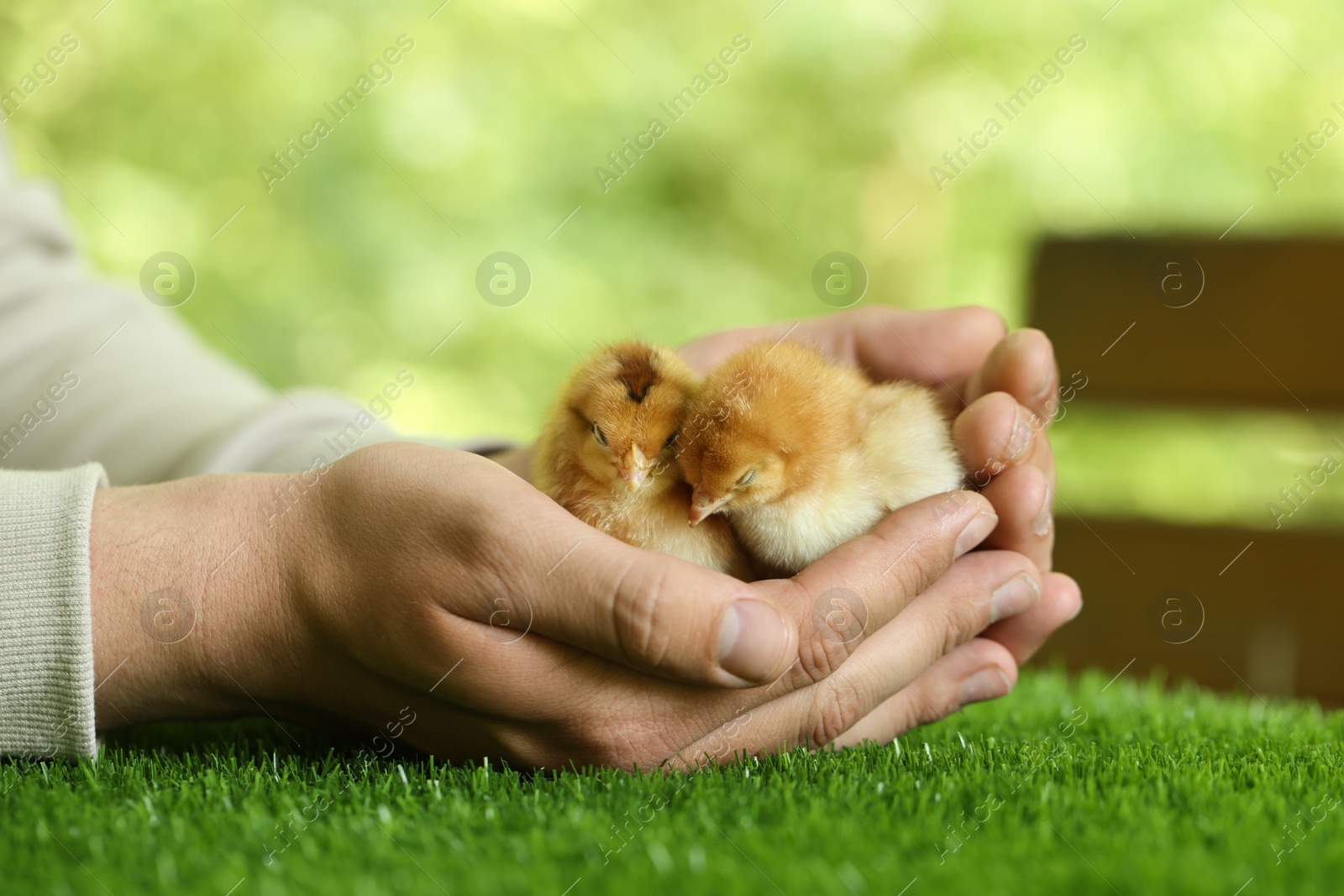 Photo of Man with cute chicks on green grass outdoors, closeup. Baby animals