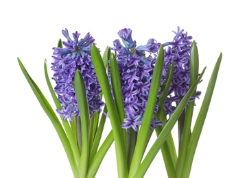 Photo of Beautiful spring hyacinth flowers isolated on white