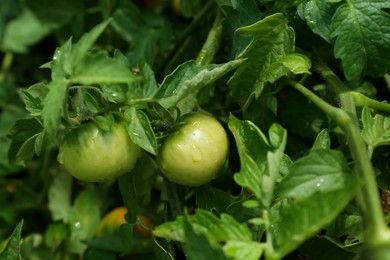 Closeup view of unripe tomatoes in garden