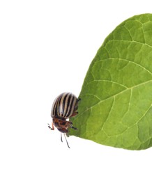 Photo of Colorado potato beetle on green leaf against white background