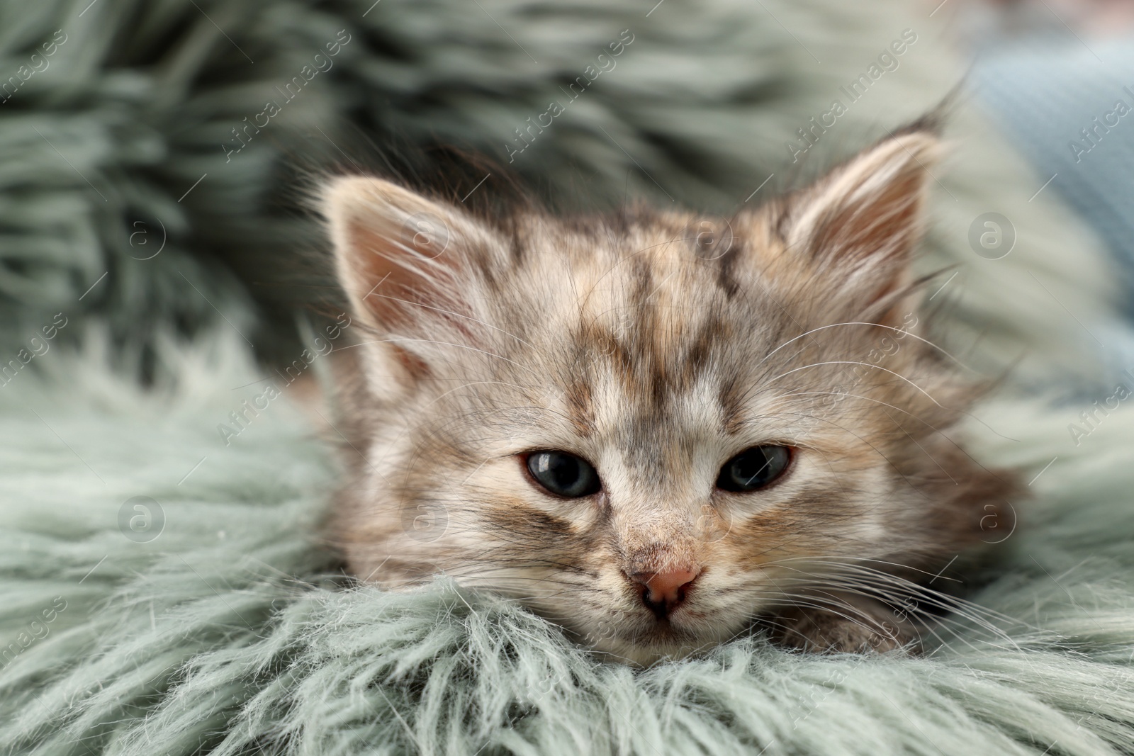 Photo of Cute kitten on fuzzy rug. Baby animal