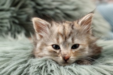 Photo of Cute kitten on fuzzy rug. Baby animal