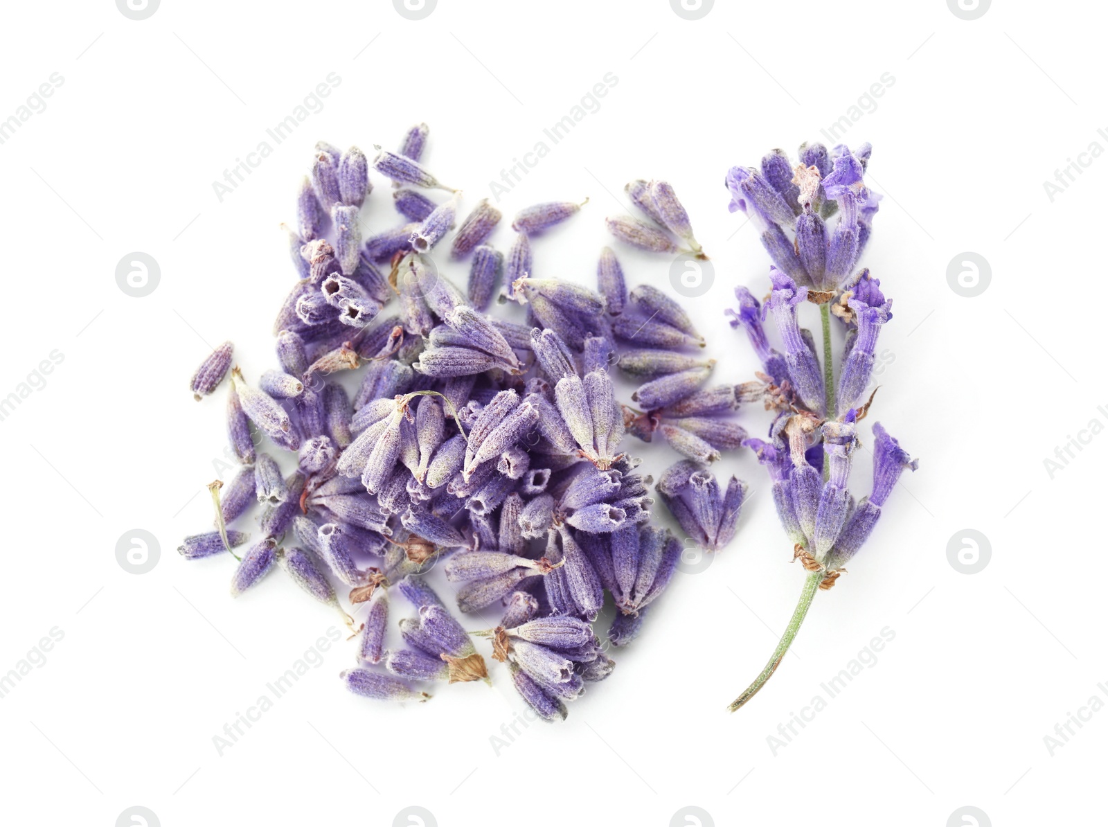 Photo of Beautiful blooming lavender flowers on white background