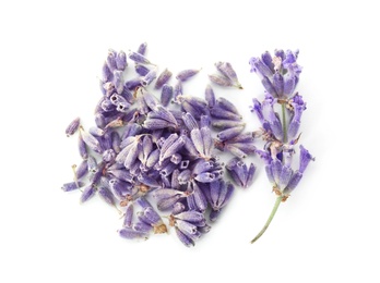 Photo of Beautiful blooming lavender flowers on white background