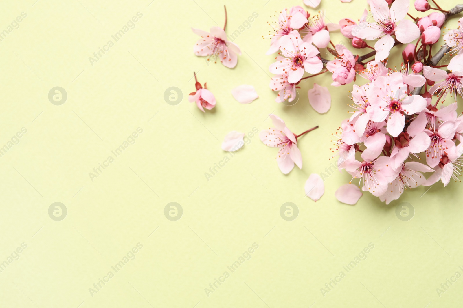 Photo of Cherry tree branch with beautiful pink blossoms on light background, flat lay. Space for text