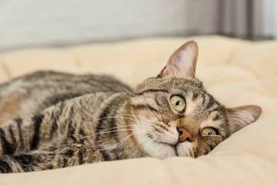 Photo of Cute tabby cat lying on pillow indoors. Friendly pet