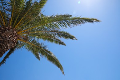 Beautiful palm tree with green leaves against clear blue sky, low angle view